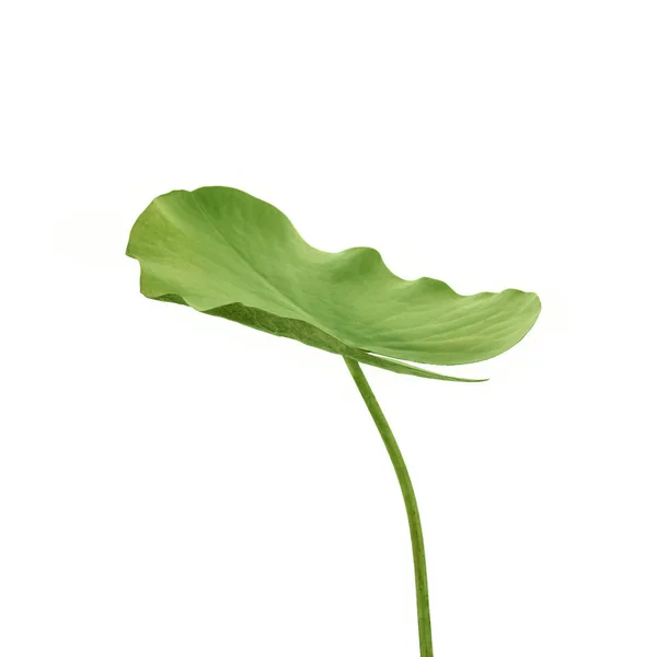 Hoja de loto verde aislada sobre fondo blanco, incluye recorte de ruta —  Fotos de Stock