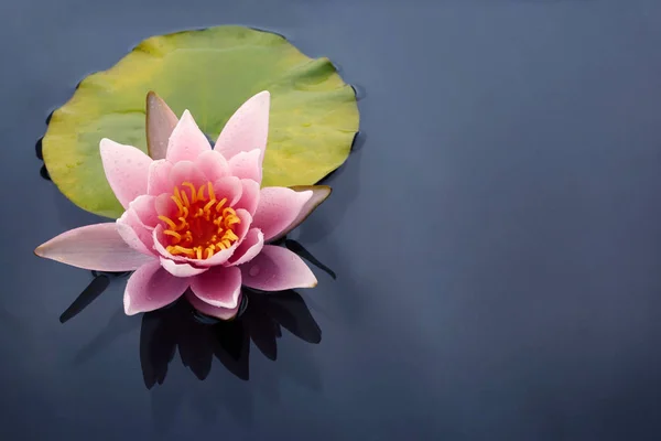 Lótus rosa bonita ou flores lírio água florescendo na lagoa — Fotografia de Stock