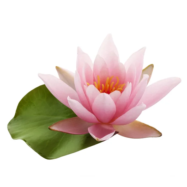 Pink lotus flower or water lily with green leaf isolated on white background — Stock Photo, Image