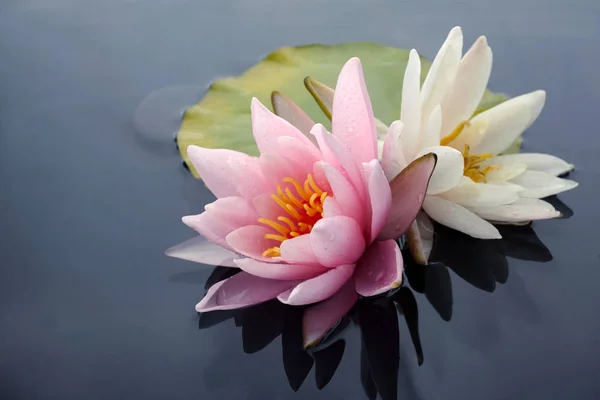 Ροζ και λευκά άνθη λωτού ή λουλούδια κρίνο ανθίζουν σε λιμνούλα — Φωτογραφία Αρχείου