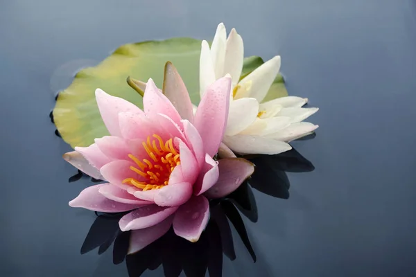 Ροζ και λευκά άνθη λωτού ή λουλούδια κρίνο ανθίζουν σε λιμνούλα — Φωτογραφία Αρχείου