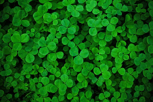 Green frech Shamrock clover. Trefoil. Background wallpaper — Stock Photo, Image