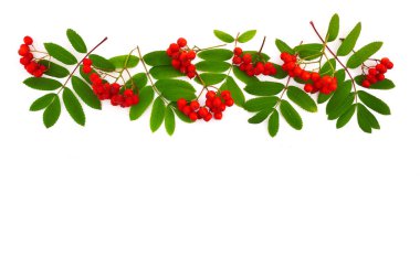 Çerçeve beyaz arka plan üzerinde rowan çilek yapılmış. Sonbahar konsepti. Düz döşeme, üst görünüm, kopyalama alanı