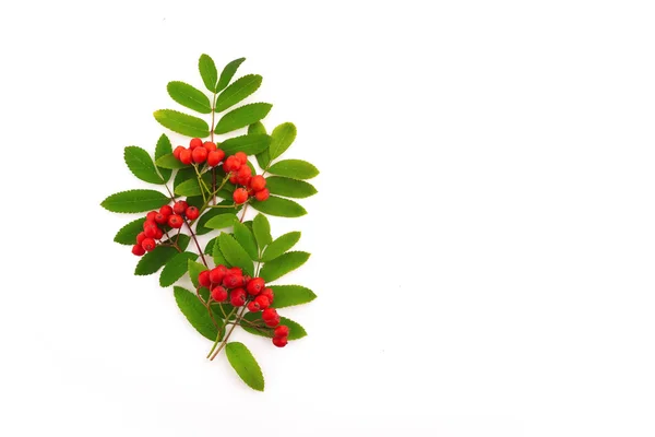 Red cluster of rowan berries with leaves isolated on white — Stock Photo, Image