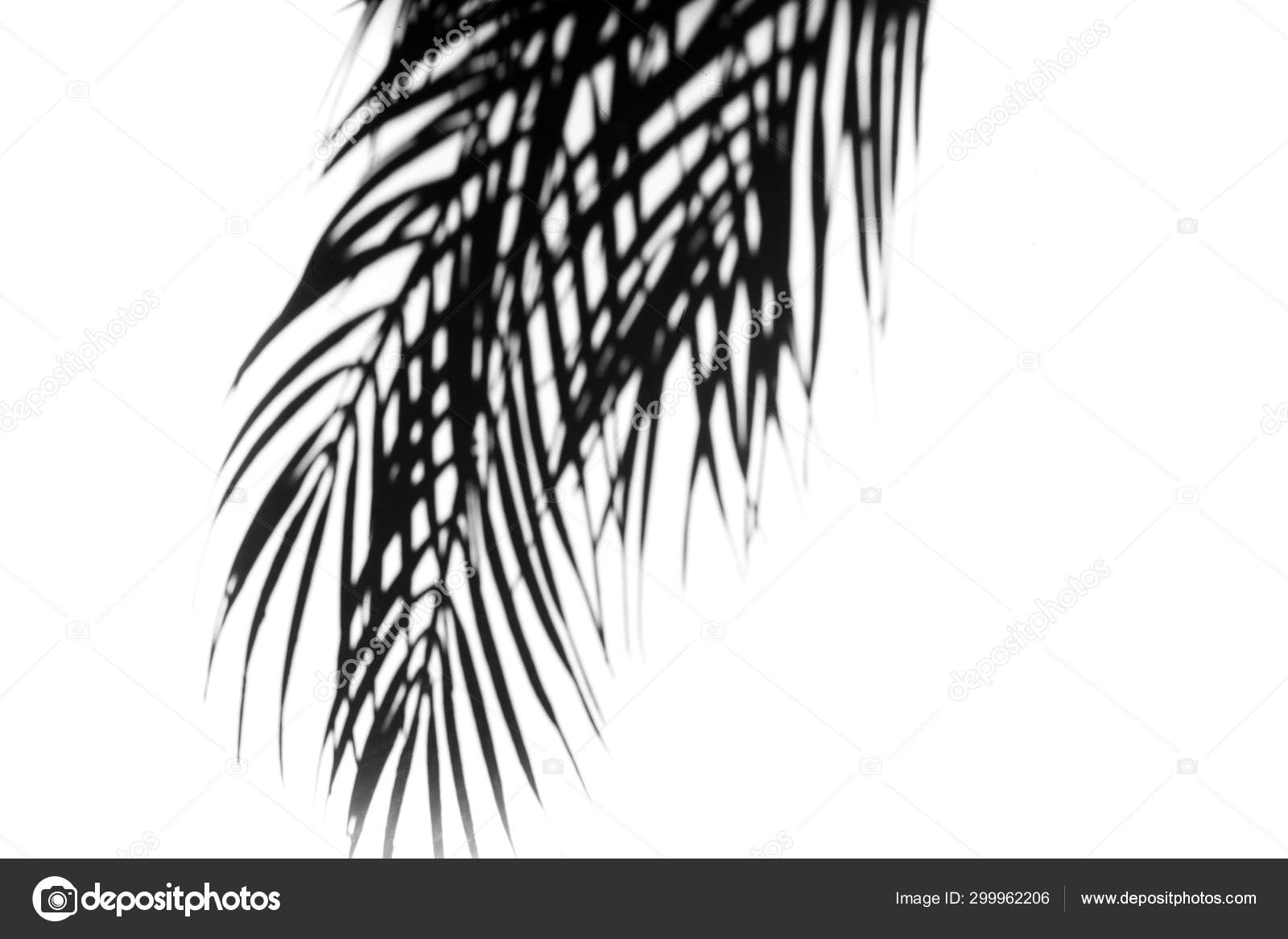 Download The Shadow Of Tropical Leaves On The White Wall Black And White Image To Overlay The Photos Or The Mockup Real Photo Stock Photo Image By C Vetre 299962206