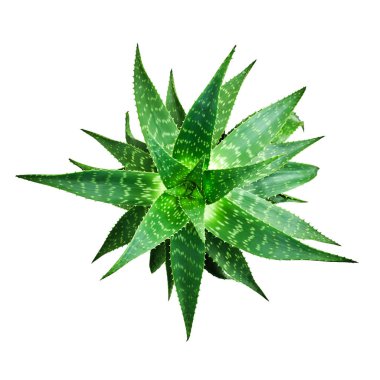 Aloe vera bitki beyaz arka plan üzerinde izole. Üstte görüntü