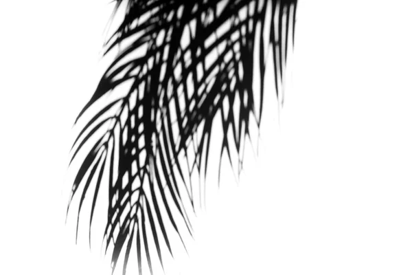 Stín tropických listů na bílé stěně. Černobílý obraz, který překryje fotografie nebo šup. Pravá fotka — Stock fotografie