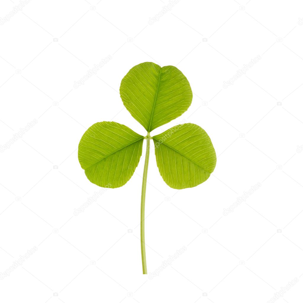 Green clover leaf isolated on white background. This has clipping path.