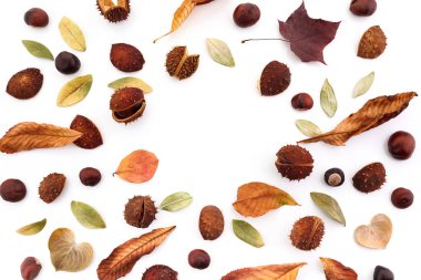 Sonbahar kompozisyon, beyaz arka plan üzerinde meşe palamudu, kestane ve kuru yapraklarından yapılmış çerçeve. Düz döşeme, üst görünüm.