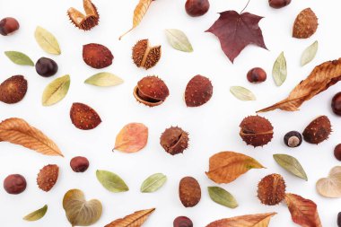 Beyaz arka plan üzerinde meşe palamudu, kestane ve kuru yapraklardan yapılmış sonbahar kompozisyonu. Düz döşeme, üst görünüm.