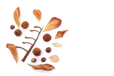 Sonbahar kompozisyon, beyaz arka plan üzerinde kestane ve kuru yapraklarından yapılmış çerçeve. Düz döşeme, üst görünüm.