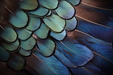 Colorful feathers, bird feathers background texture. Top view clipart