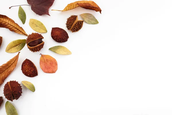 秋の組成物、ドングリ、栗、白い背景に乾燥した葉で作られたフレーム。フラットレイ、トップビュー. — ストック写真