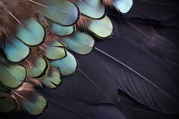 Plumas coloridas, plumas de aves textura de fondo. Vista superior —  Fotos de Stock