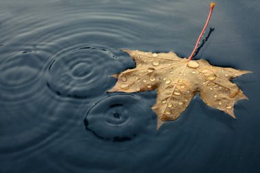 Dalgalı su yüzeyinde sonbahar marple yaprağı. Üstte görüntü