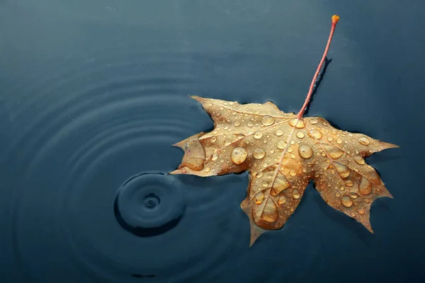 Autumn marple leaf on rippled water surface. Top view — Stock Photo, Image