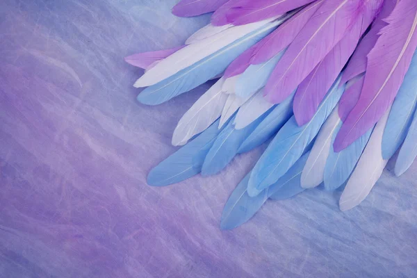 Angel Healing. Feather in the right corner on multi colored background. Top view — Stock Photo, Image