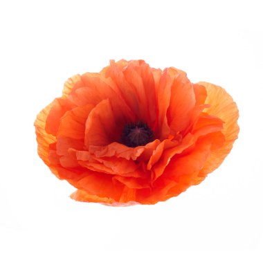 Poppy beyaz arka planda izole edildi. Vahşi bahar çiçekleri.