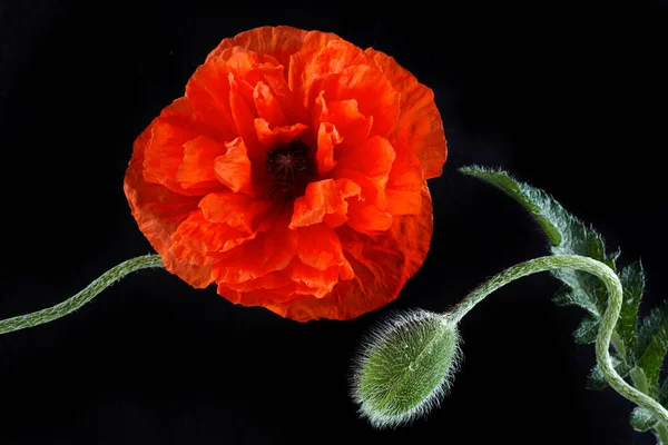 Rode klaprozen geïsoleerd op zwarte achtergrond. Wilde lente wilde bloem. Herinneringsdag achtergrond — Stockfoto