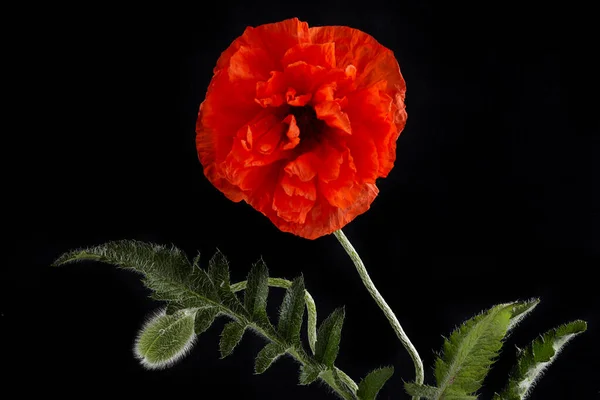 Röda vallmo isolerad på svart bakgrund. Vild vårblomma. Minnesdag bakgrund — Stockfoto