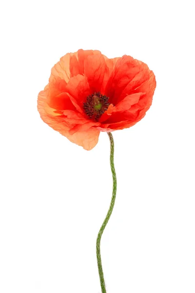 Poppy isolerad på vit bakgrund. Vilda vårblommor. — Stockfoto