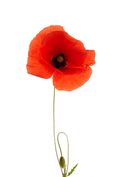 Poppy isolerad på vit bakgrund. Vilda vårblommor. — Stockfoto