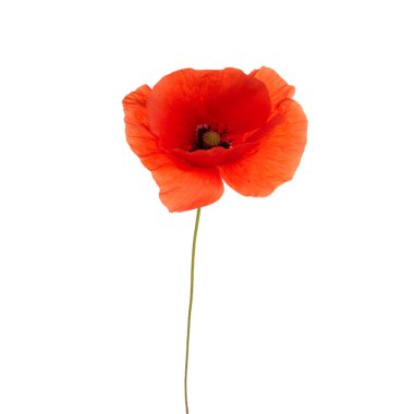 Poppy beyaz arka planda izole edildi. Vahşi bahar çiçekleri.