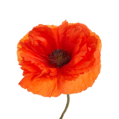 Poppy beyaz arka planda izole edildi. Vahşi bahar çiçekleri.