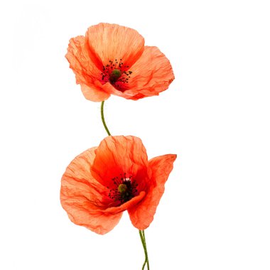 Beyaz arka planda izole edilmiş kırmızı gelincikler. Vahşi bahar çiçeği. Anma günü arkaplanı