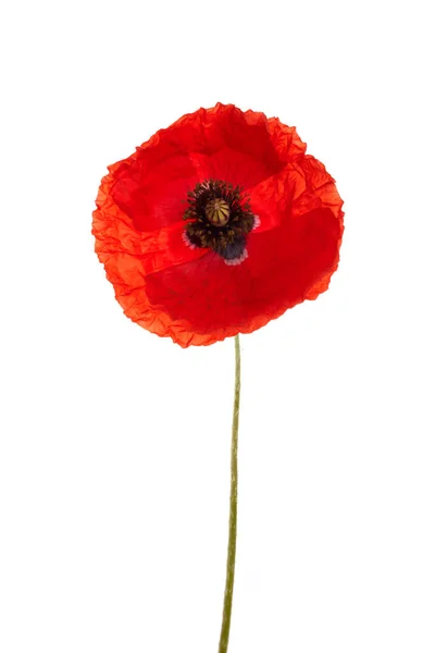 Poppy isolerad på vit bakgrund. Vilda vårblommor. — Stockfoto