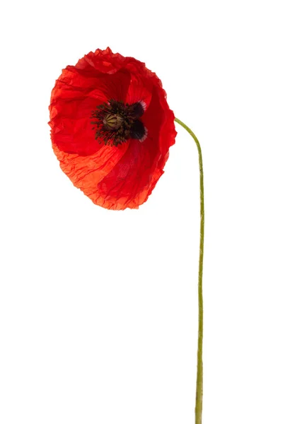 Poppy geïsoleerd op witte achtergrond. Wilde lentebloem. — Stockfoto