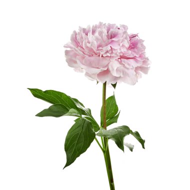 Beyaz arka planda izole edilmiş pembe taze şakayık.