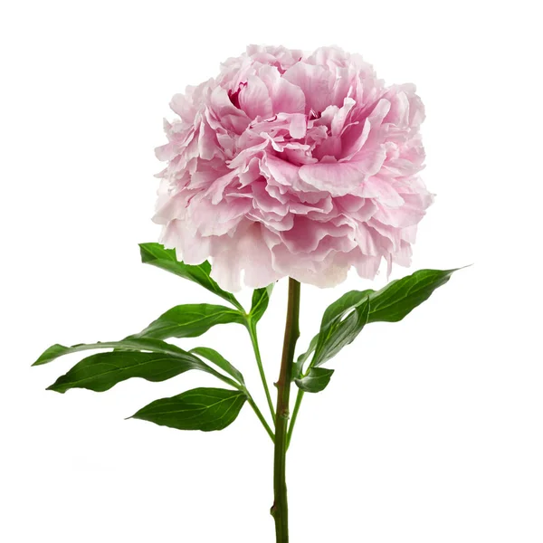 Rózsaszín friss bazsarózsa elszigetelt fehér alapon — Stock Fotó