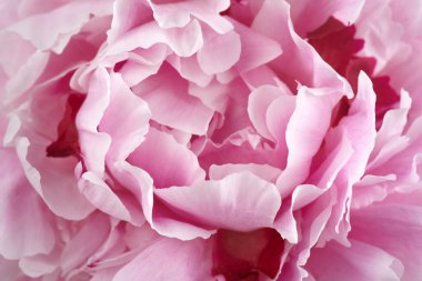 Pembe şakayıklar arka planı kapatır. Klasik çiçek arkaplanı. Güzel bir bahar bahçesi. Düğün konsepti.