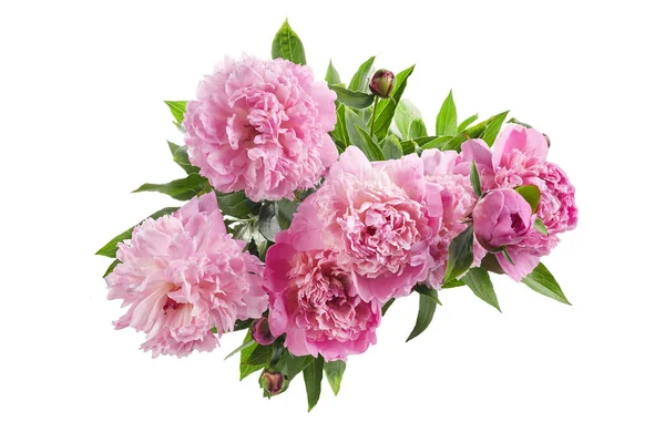 美丽的粉色牡丹枝干被白色的背景隔开了.粉红花色背景. — 图库照片