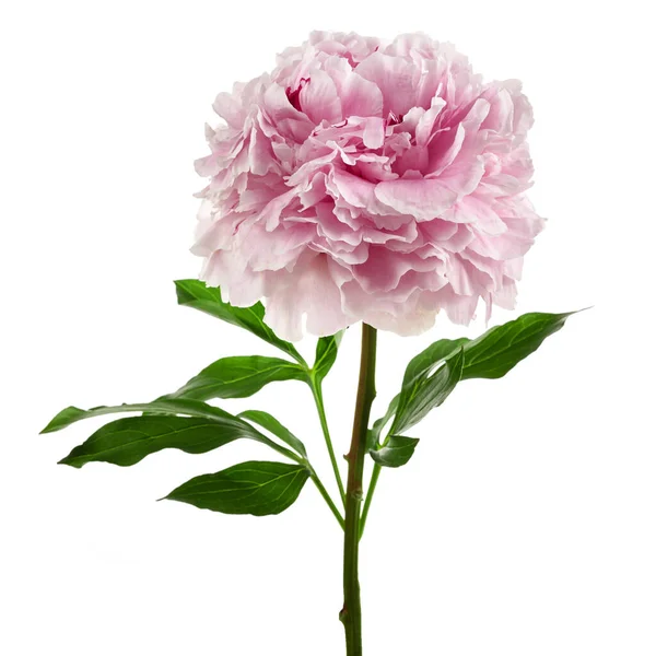 Rózsaszín friss bazsarózsa elszigetelt fehér alapon — Stock Fotó