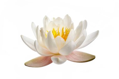 Beyaz arkaplanda beyaz nilüfer ya da nilüfer var.