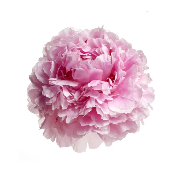 粉红新鲜牡丹，白色背景分离 — 图库照片