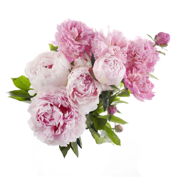 Beautiful pink peonies branch isolated on white background. Pink floral background. — Stock Photo, Image