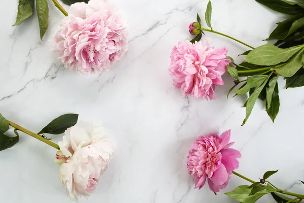 Beautiful pink peonies on marble background top view, flat lay — Stock Photo, Image