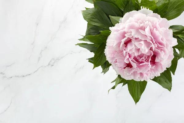 Belles pivoines roses sur fond de marbre vue de dessus, pose plate — Photo