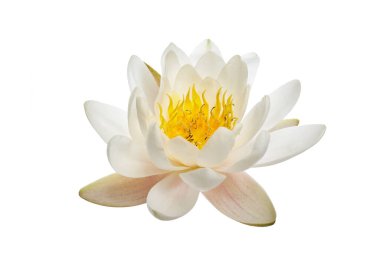 White water lily or lotus isolated on white background clipart