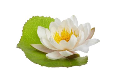 Beyaz arkaplanda beyaz nilüfer ya da nilüfer var.