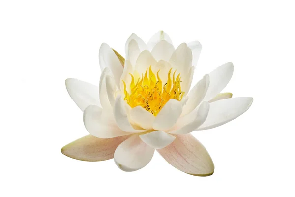 White water lily or lotus isolated on white background — Stock Photo, Image