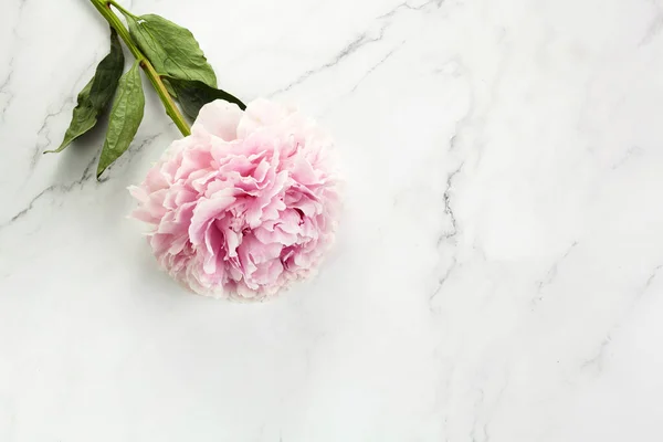 Beautiful pink peony on marble background top view, flat lay — Stock Photo, Image