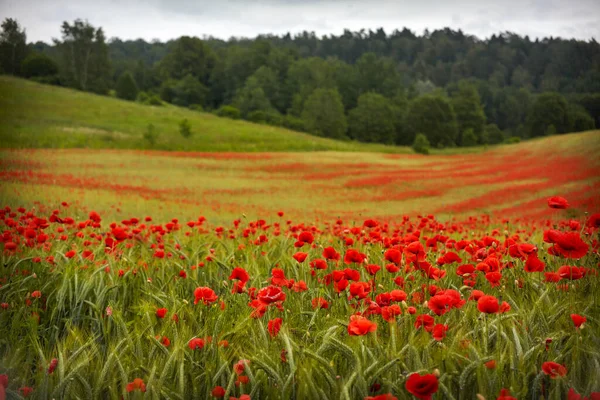 Champ de coquelicots rouges, fond coloré d'été. Herbe printanière des prés. Scène jardin d'été — Photo