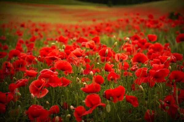 Röda vallmo fält, sommar färgglada bakgrund. Äng våren blommar gräs. Sommarträdgård scen — Stockfoto