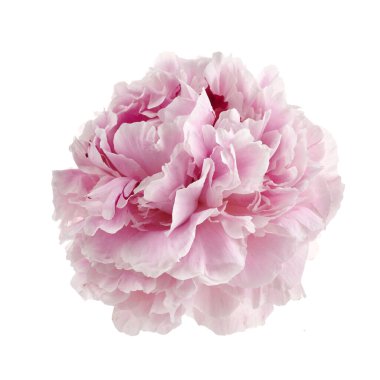 Beyaz arka planda izole edilmiş pembe taze şakayık.