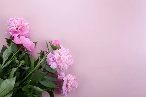 Красиві рожеві півонії на рожевому тлі вид зверху, плоска лежа — стокове фото