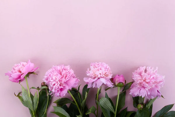 ピンクの背景の美しいピンクの牡丹トップビュー、フラットレイ — ストック写真